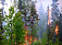 28 лесных пожаров произошло в Удмуртии с начала года