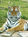 В ижевском зоопарке ожидается нашествие тигров