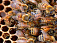 Пчелы заразилась клещами в Удмуртии