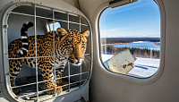 Ягуара из Зоопарка Удмуртии отправили жить в Новосибирск