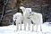 Четыре полярных волка появились в ижевском зоопарке