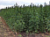 Житель Удмуртии выращивал 900 кустов конопли и мака в своем огороде