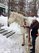 Сбежавшая конница проскакала по улице Дзержинского в Ижевске