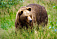 Лимит добычи лосей и медведей определили в Удмуртии