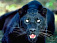 Жители Удмуртии смогут посмотреть на черную пантеру