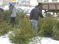 На новогодние праздники в Удмуртии распродали около 10 тысяч елей