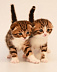 Выставку кошек в Ижевске будут судить специалисты из Австрии, Бельгии и  США