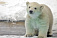 Недавно родившемуся в зоопарке Удмуртии медвежонку дали имя