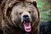 Зараженный трихинеллёзом медведь застрелен в Селтинском районе Удмуртии