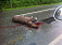 На трассе Ижевск - Якшур-Бодья молодой лось погиб под колесами автомобиля
