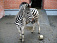 Посетители Зоопарка Удмуртии смогут увидеть зебру только через месяц