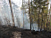 Лесной пожар ликвидировали в Якшур-Бодъинском районе
