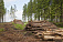 Незаконная вырубка леса пресечена в Удмуртии
