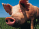 Более 1,5 тонн свинины вернули в Татарстан из Глазова