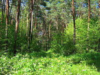 На лесной земле в Уве организовали свалку 