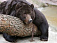 Медведь насмерть загрыз работника зоопарка в Ставрополе