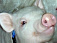 В Удмуртии пройдет прямая линия по вопросам свиного гриппа