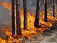 Особый противопожарный режим вновь введен в лесах Удмуртии