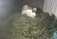 Зоопарк Удмуртии опубликовал видео с родившимся недавно белым медвежонком