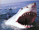 В Египте акула нанесла тяжелые увечья туристам из России