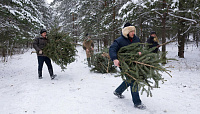 В Удмуртии усилили охрану хвойных деревьев, ожидая незаконной вырубки к Новому году
