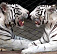 В ижевском зоопарке появились бенгальские белые тигры