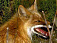 В Удмуртии отстрелят 3 тысячи лисиц