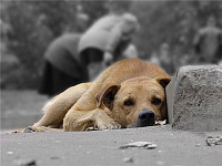 Пойманных в Ижевске здоровых собак не будут выпускать за его пределами