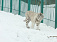 Обитатели зоопарка Ижевска утеплились на зиму