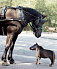 В зоопарк Удмуртии приехала самая маленькая лошадь на планете
