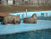 Моржи ижевского зоопарка нарисуют флаг России