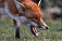 Охота на лис, зайцев и енотовидных собак открылась в Удмуртии
