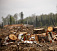Количество незаконных рубок леса в Удмуртии сократилось на четверть