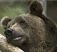 Украинских медведей будут лечить от алкоголизма