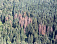 Более 950 тысяч кубометров засохшей древесины вырубили в Удмуртии