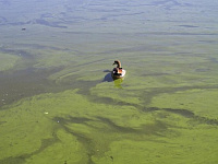 Количество водорослей в пруду Ижевска не превышает норму