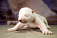Белый медвежонок родился в зоопарке Удмуртии
