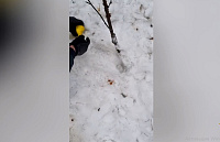В Удмуртии задержали наркоторговку